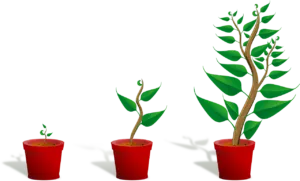 Wzrost roślin po nawozach Hesi
