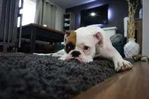 Pies leżący na dywanie